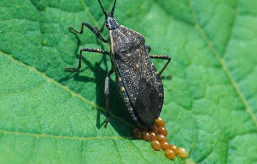 A Squash Bug lays eggs on a leaf