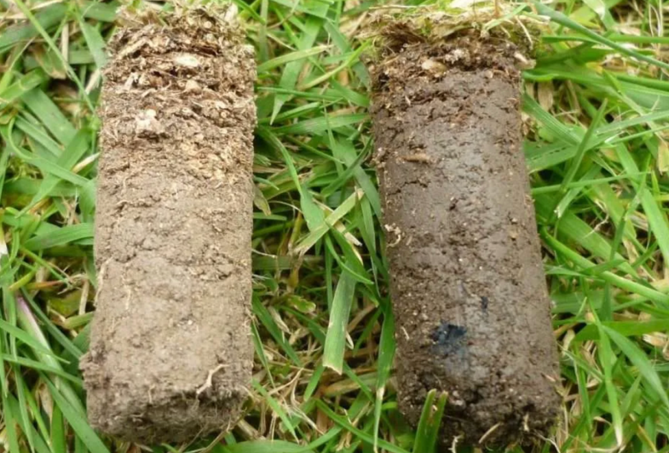 lawn soil core samples showing compacted soil and moisture comparison