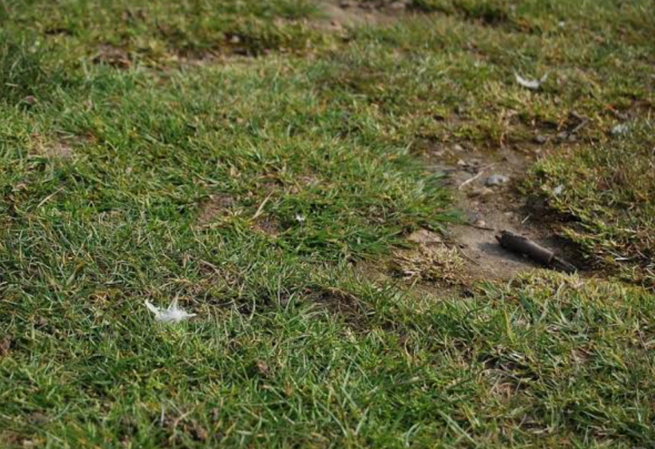 damaged lawn with bare muddy patch and thinning grass coverage