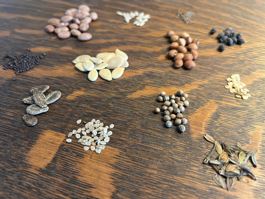 assorted vegetable and flower seeds arranged on wooden table for garden planning