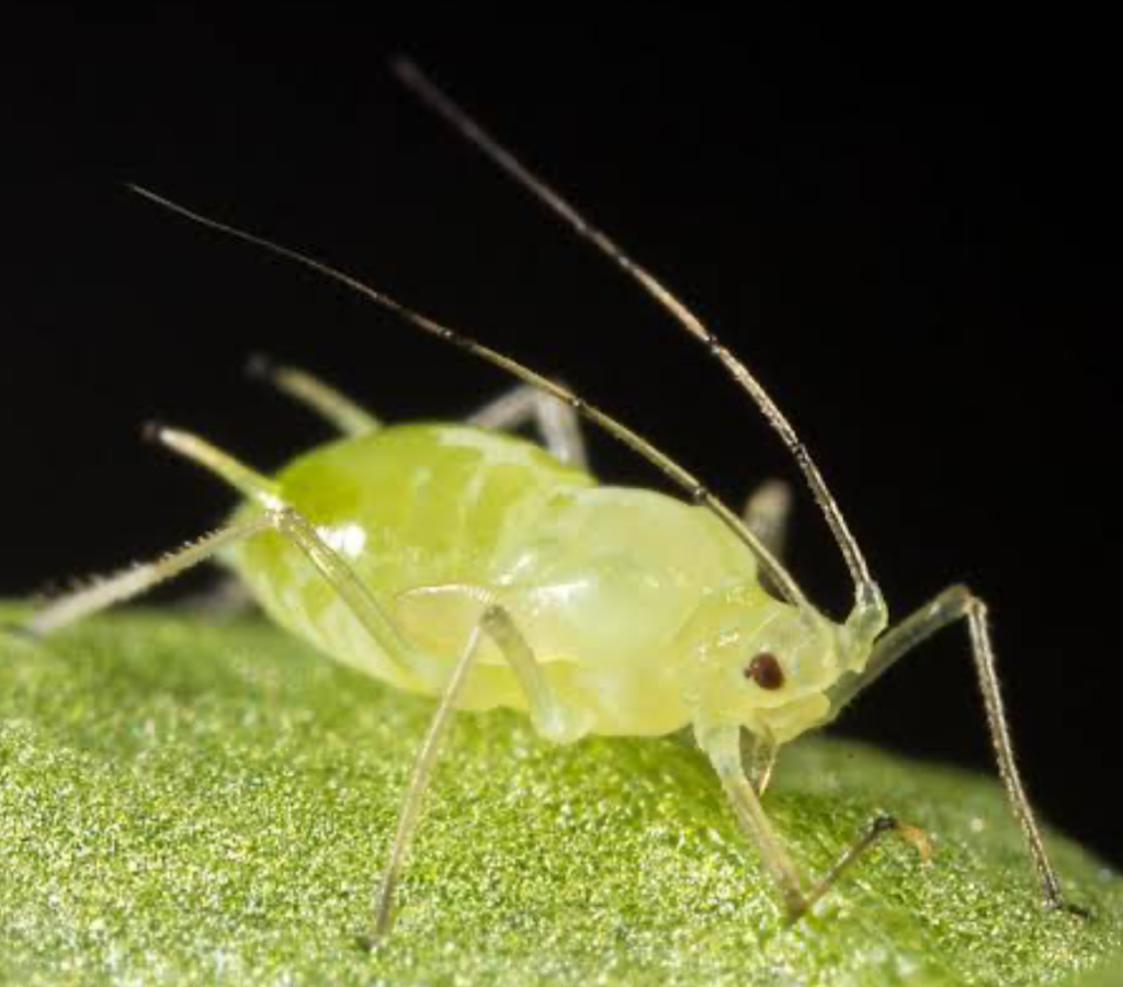 Close-up of a translucent green Aphid