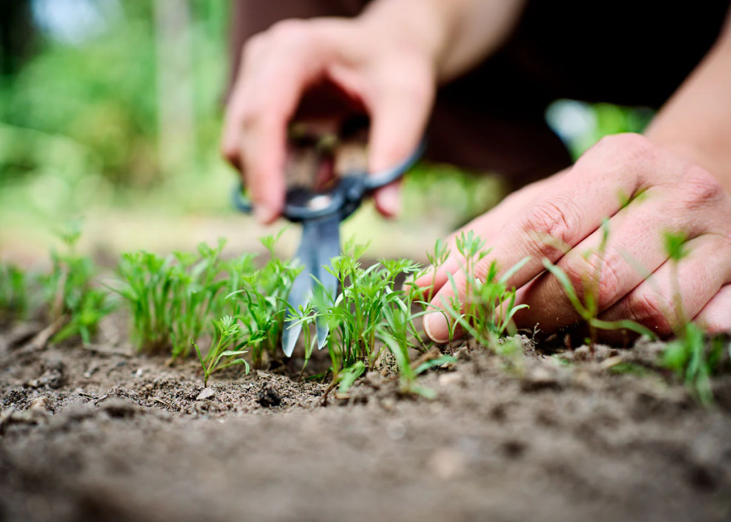 thinning young garden seedlings with scissors to improve healthy plant growth