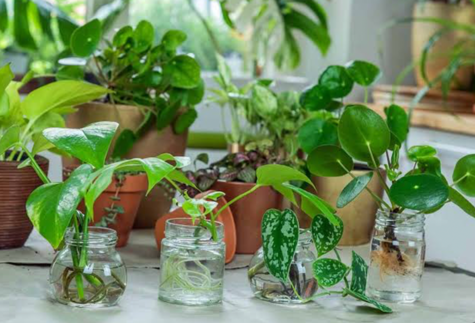 houseplant propagation in glass jars with stem cuttings rooting indoors by a bright window