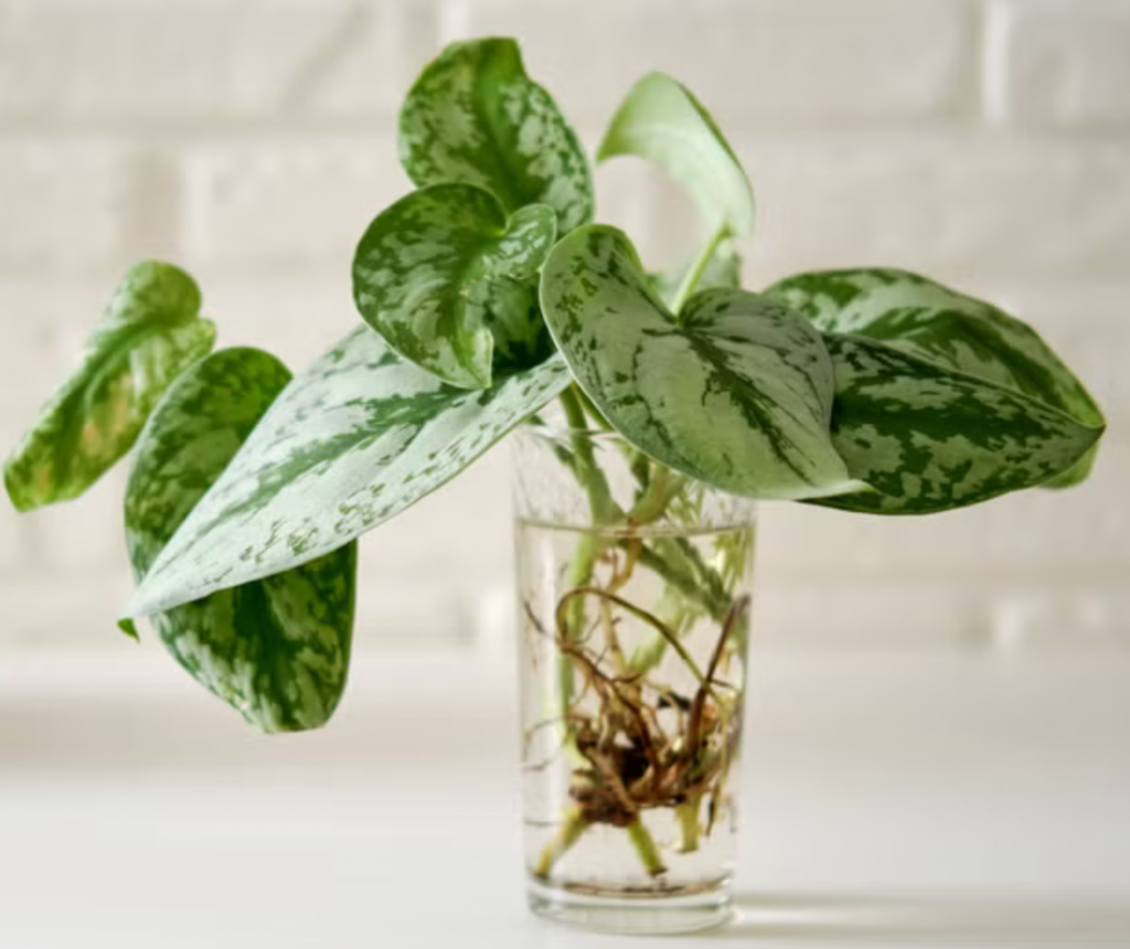 satin pothos cutting propagating in water with visible roots in a clear glass