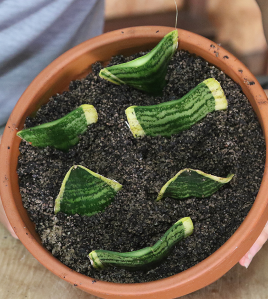 satin pothos cutting propagating in water with visible roots in a clear glass
