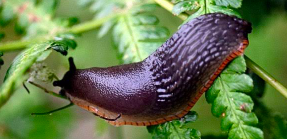 A slug feeding on a garden plant