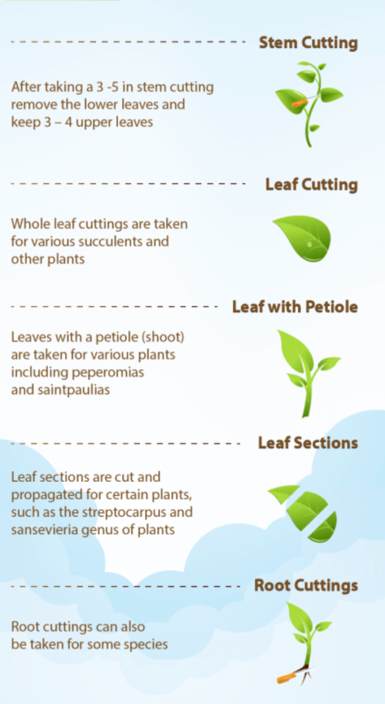 infographic showing plant propagation methods including stem cutting leaf cutting root cuttings and leaf sections