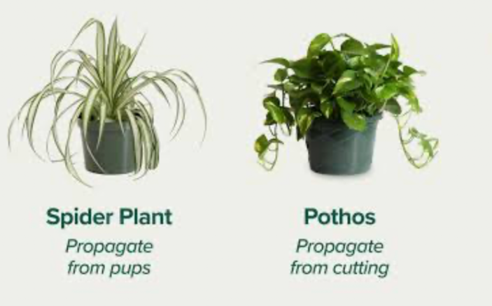 plant propagation chart showing spider plant pups and pothos stem cutting methods
