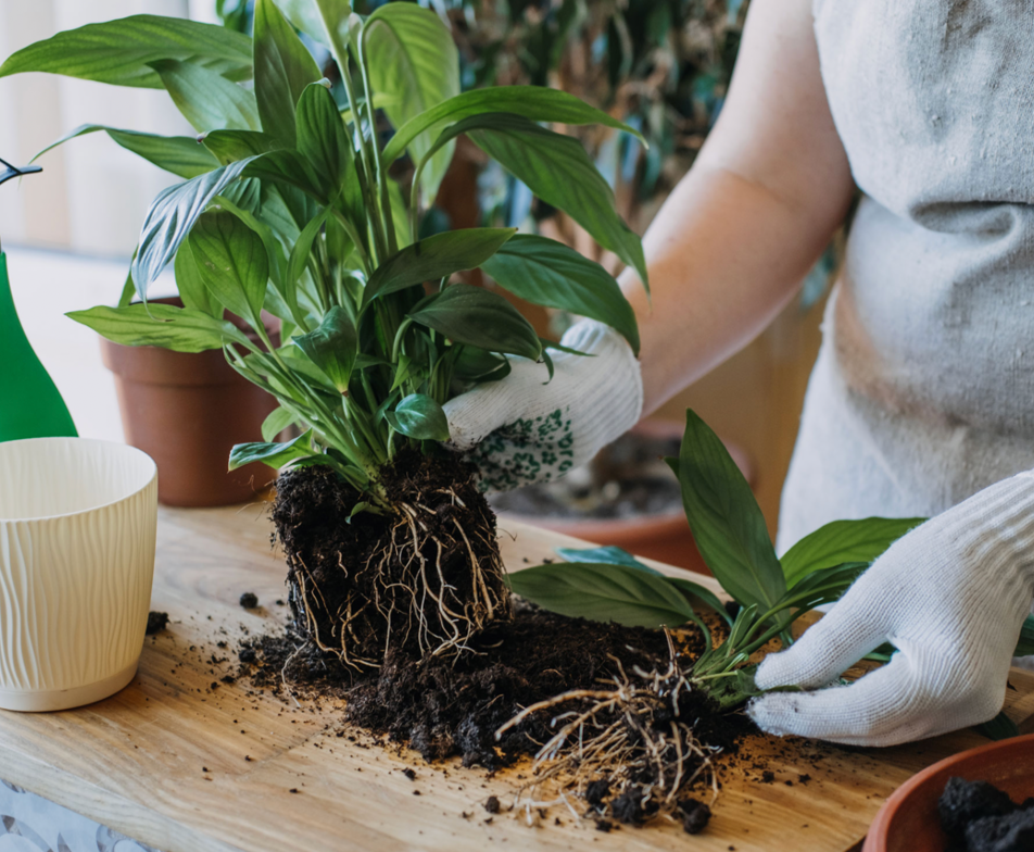 dividing a peace lily plant by separating roots for repotting and propagation