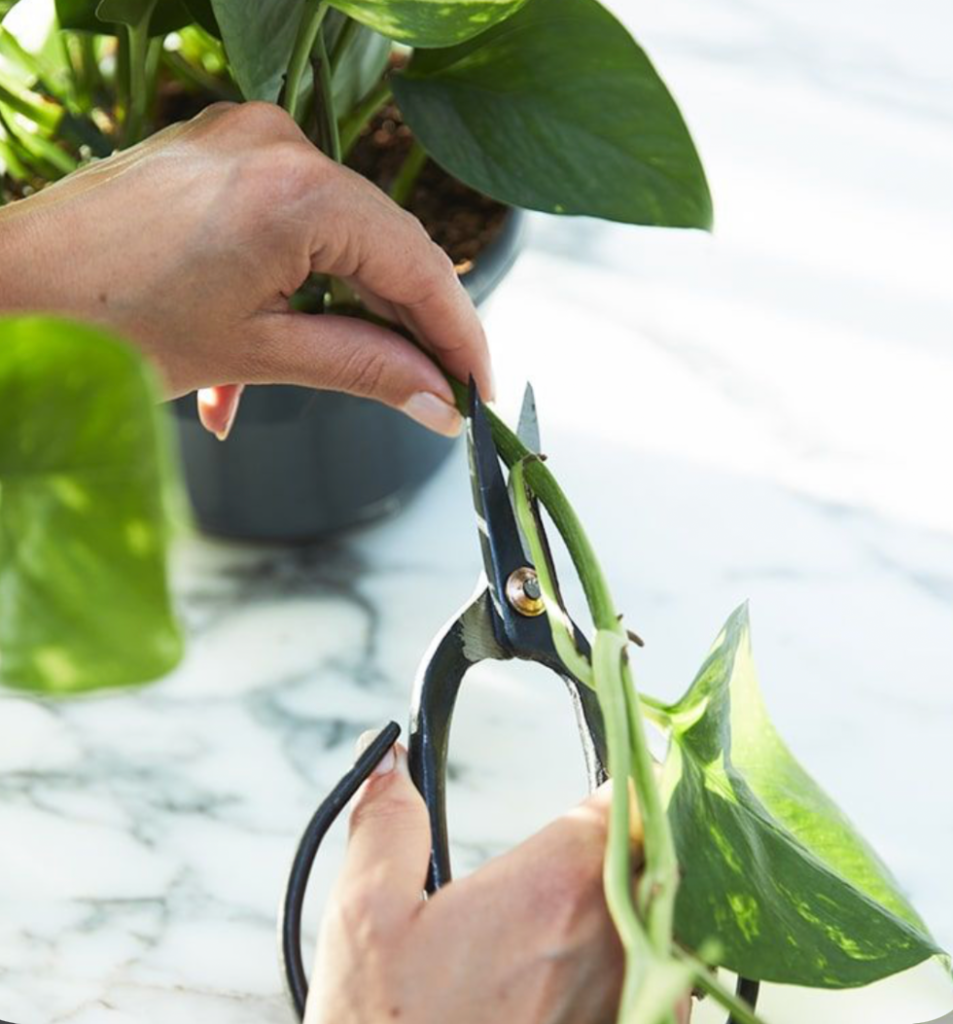 cutting pothos vine with pruning shears for houseplant propagation