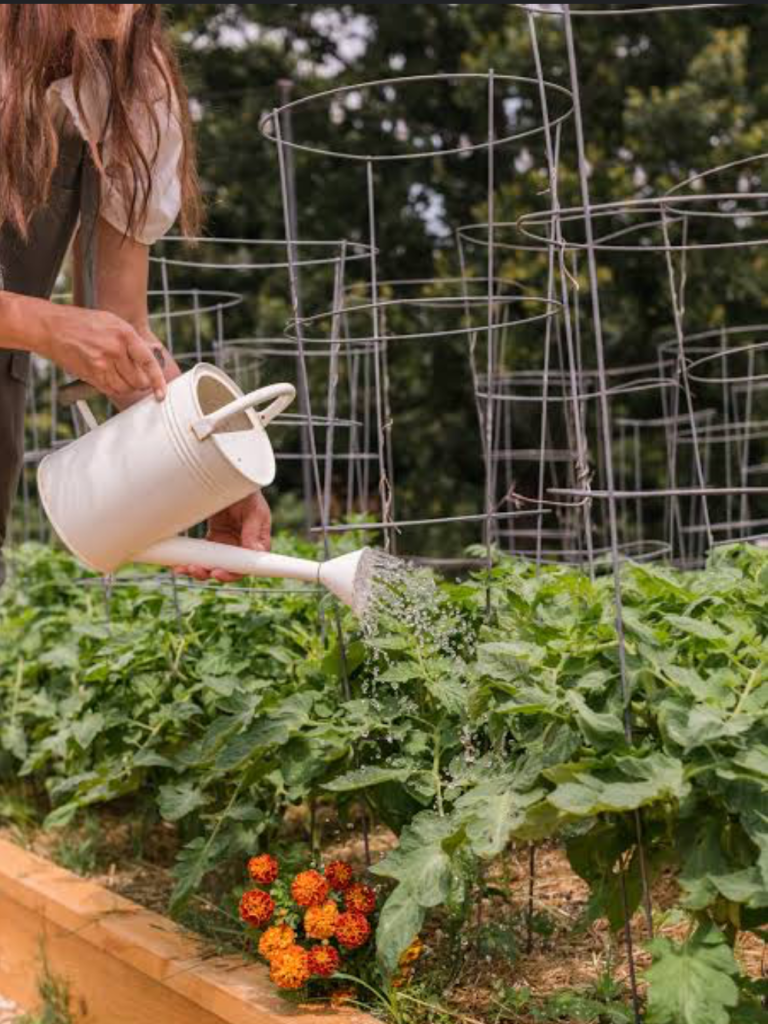 A woman waters her DIY companion plant garden of marigolds and vegetables