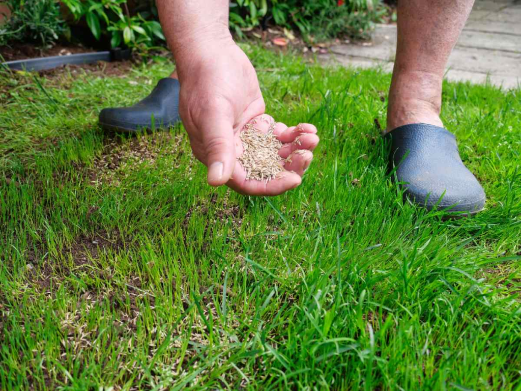 person overseeding a thin lawn by hand to improve grass thickness and growth
