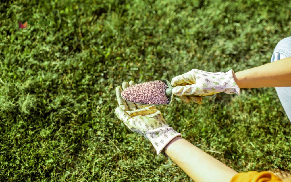 gardener applying lawn fertilizer granules by hand to support thicker grass growth
