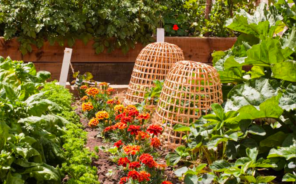 A community vegetable garden thriving with marigold plants