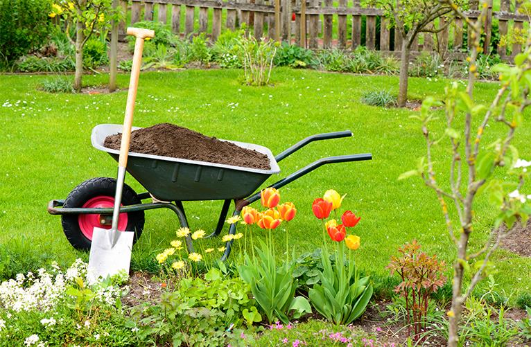 Garden wheelbarrow full of soil and shovel next to blooming tulips on a lawn
