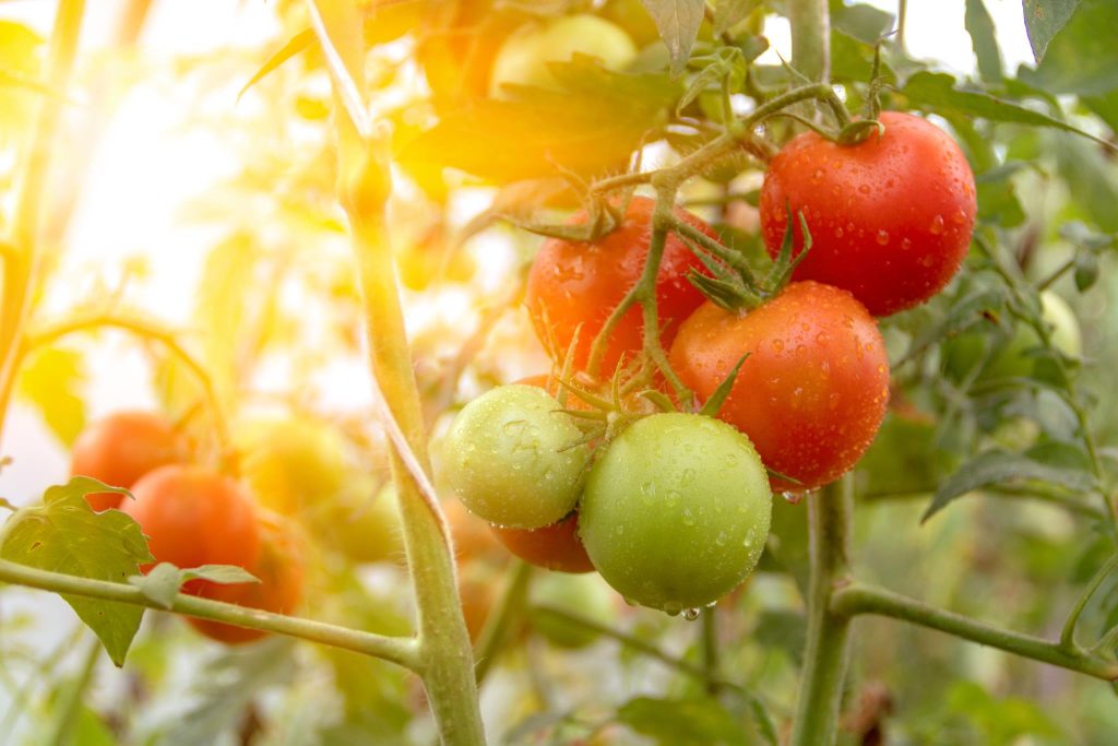 Cluster of ripening tomatoes with dew drops, basking in sunlight among green foliage