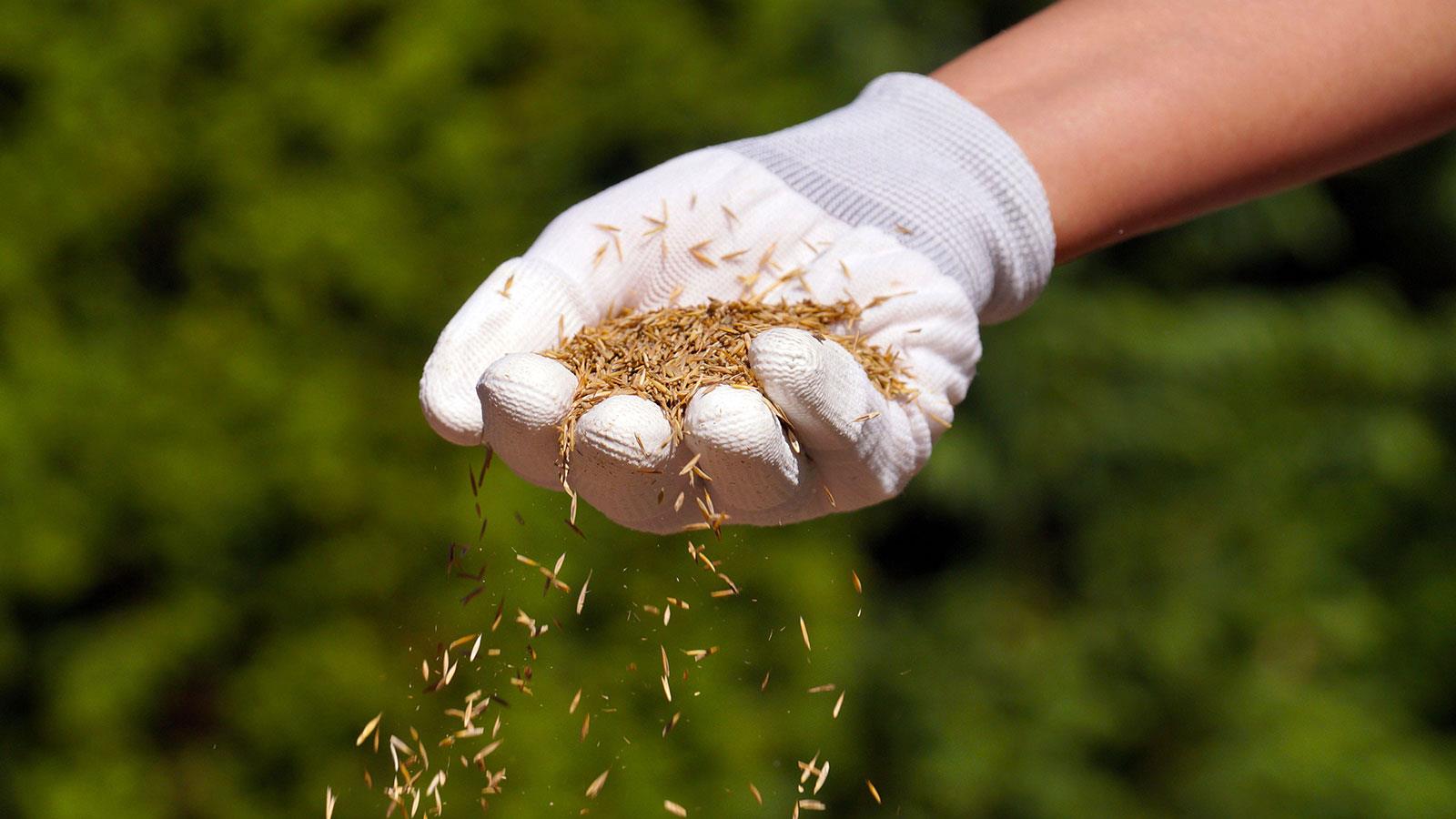 A hand in a white glove scattering grass seeds over a lawn as part of the overseeding process