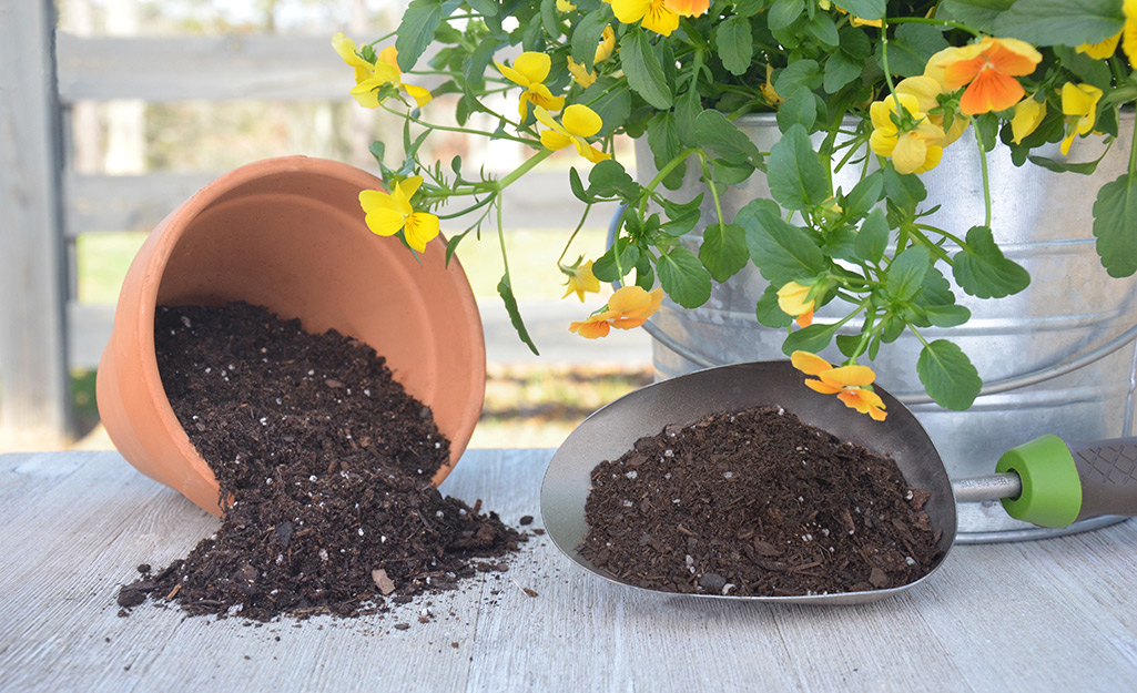 Spilled potting soil with flowers in a metal bucket and garden trowel