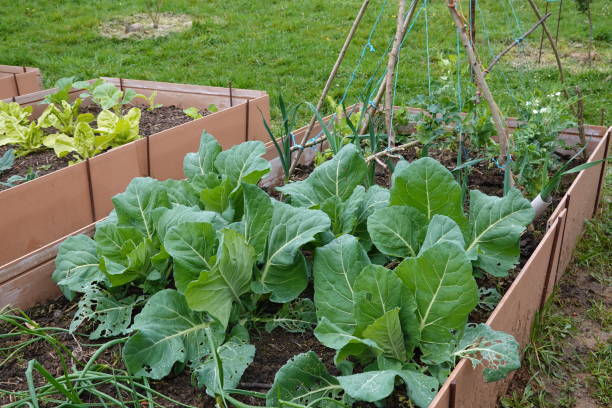 Raised garden beds filled with leafy greens, including collard greens and lettuce