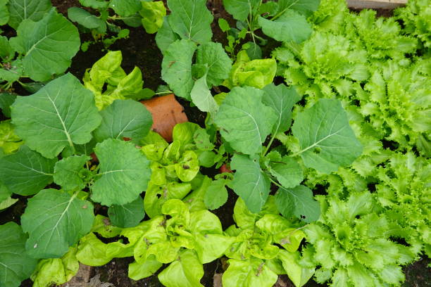Overhead view of mixed leafy greens growing in a densely planted vegetable patch.