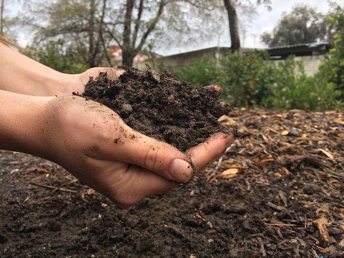 Hands holding nutrient-rich compost with mulch in the background
