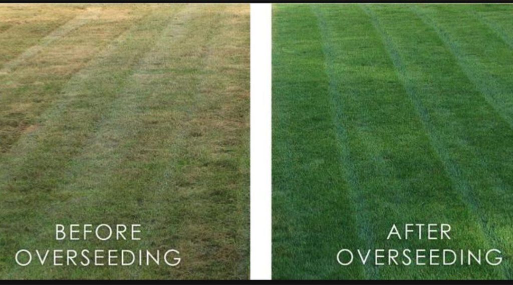 Before and after comparison of a lawn showing the effects of overseeding, from patchy brown grass to lush green turf.