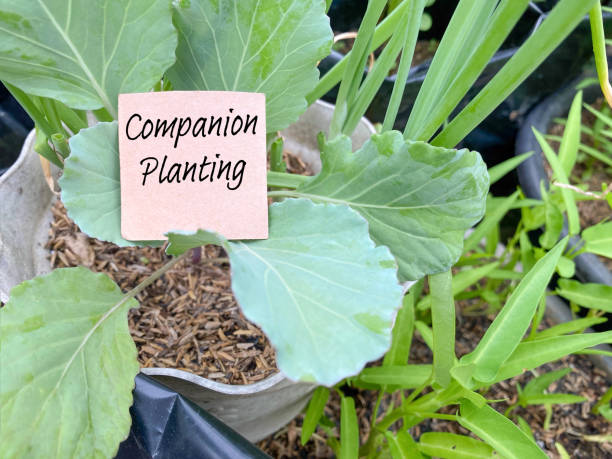 Close-up of a companion planting label placed in a vegetable container garden.