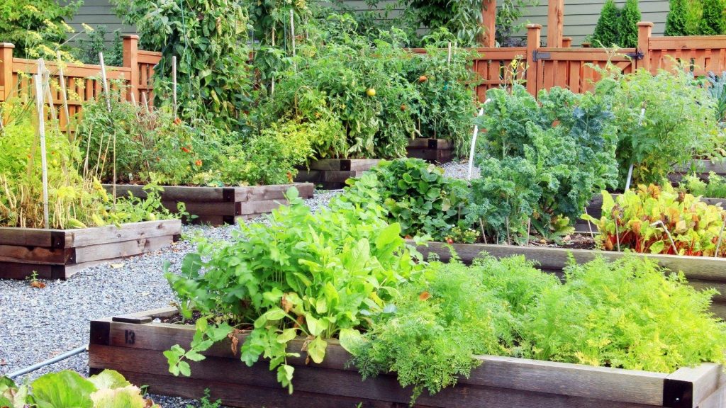 Raised garden beds filled with various vegetables like kale, lettuce, and tomatoes in a backyard setting