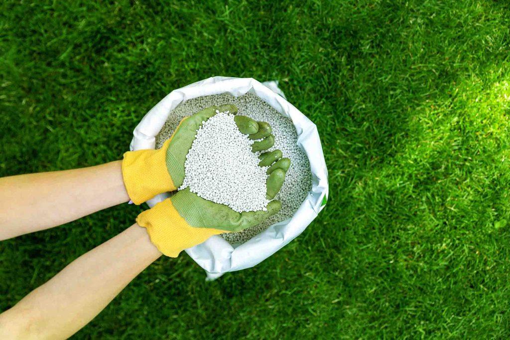 Gloved hands holding white granular lawn fertilizer above a green yard