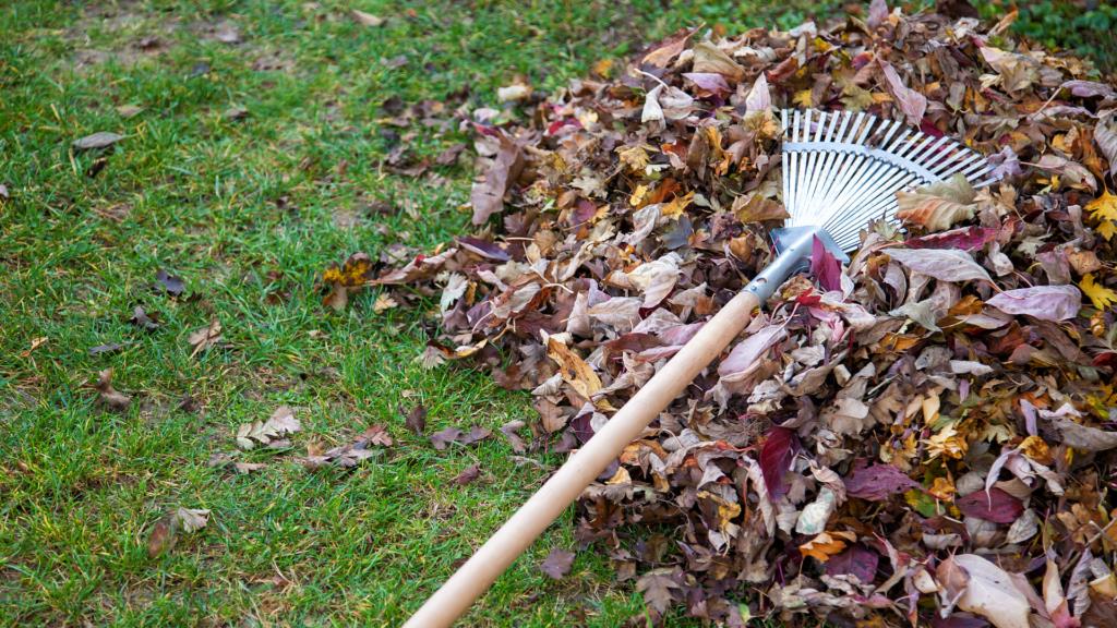 A metal rake resting on a pile of dry autumn leaves collected on the lawn.