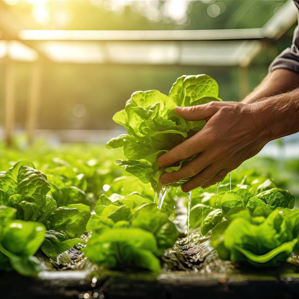 Hands harvesting fresh lettuce from a hydroponic garden in sunlight