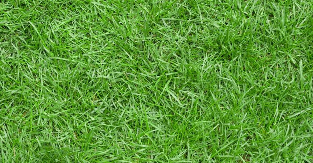 Close-up view of thick, healthy green grass representing a well-maintained lawn.