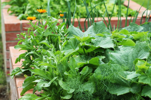 Raised brick garden bed with cucumbers, onions, and marigolds thriving together