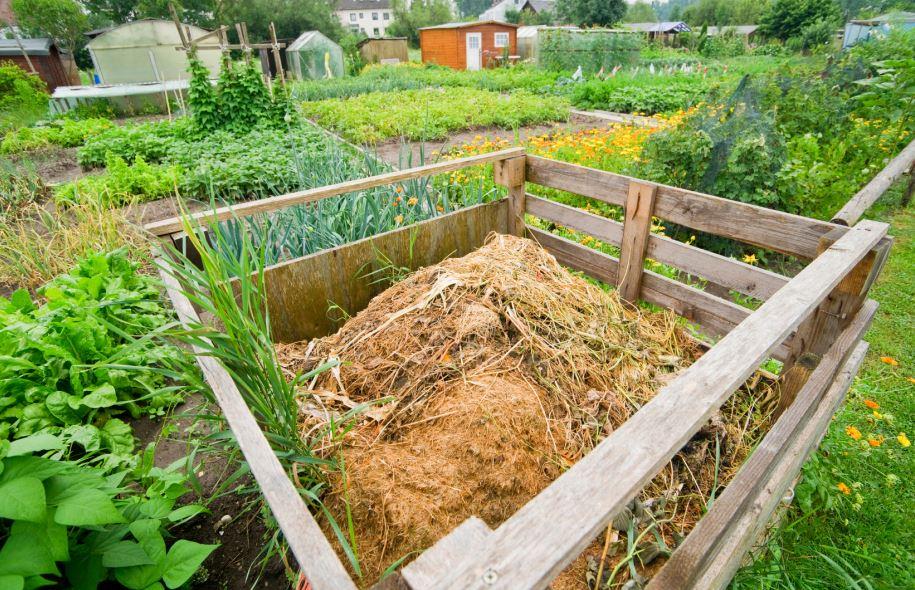 Wooden compost bin filled with organic waste, situated in a lush community garden