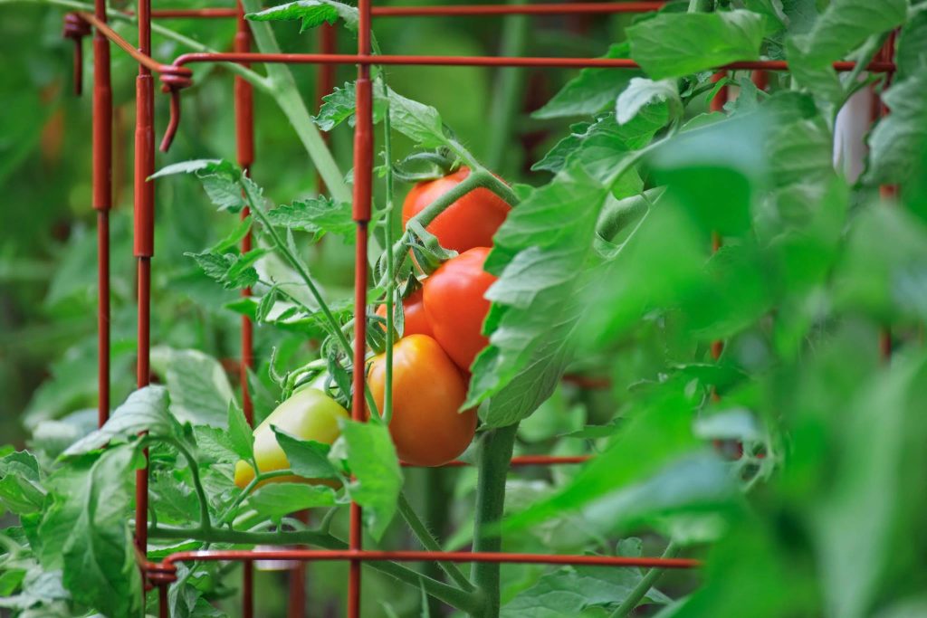 Close-up of ripe and unripe tomatoes growing inside a red metal cage surrounded by green foliage
