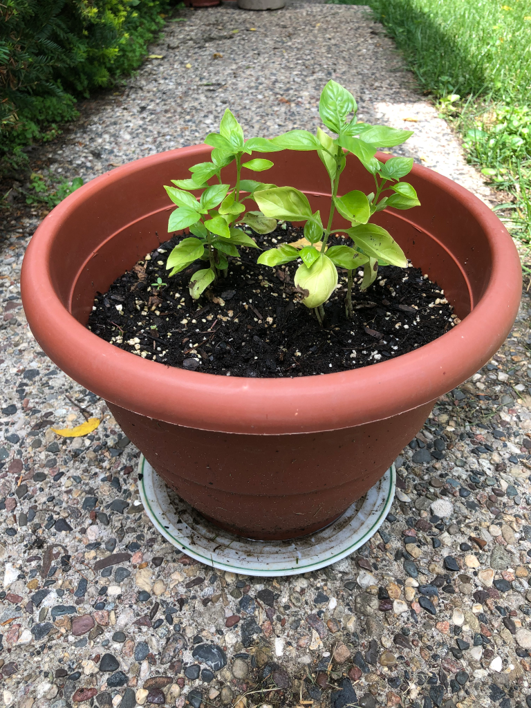 Young basil plants growing in a terracotta pot outdoors
