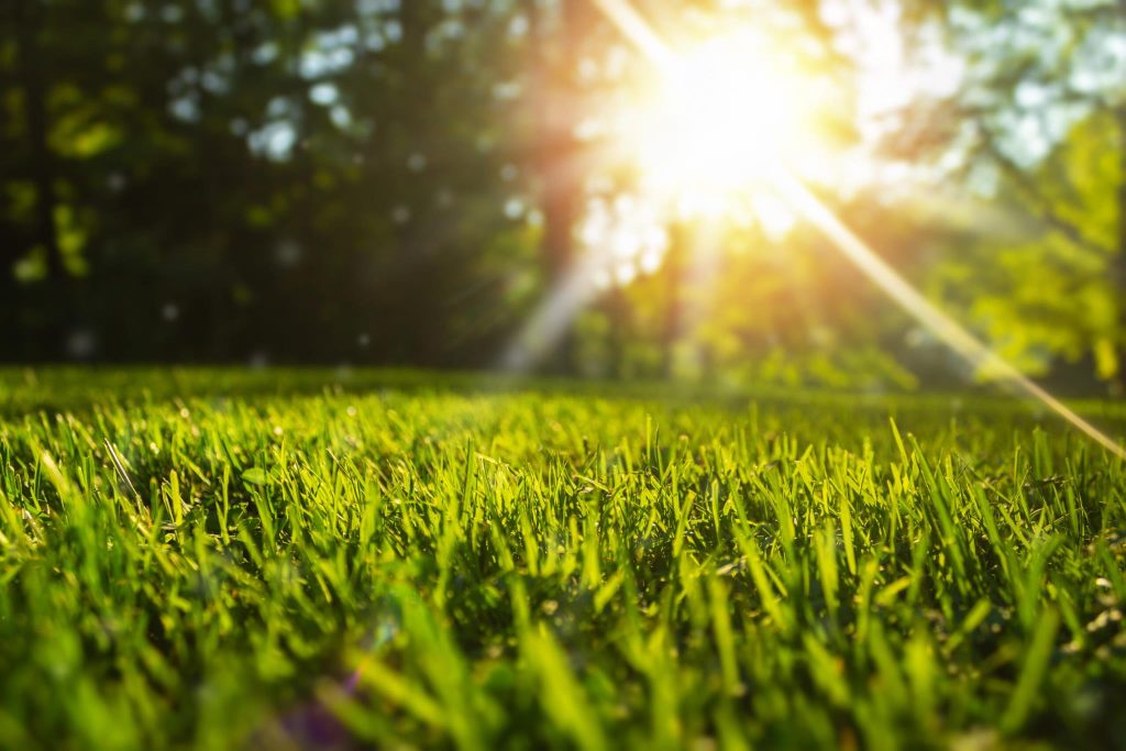 Bright morning sunlight shining on a healthy green lawn in a backyard