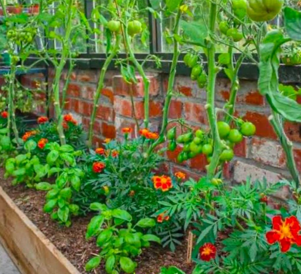 Raised garden bed featuring tomato plants, marigolds, and basil growing together.