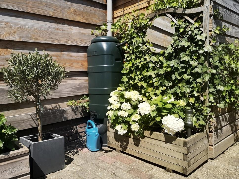 Raised wooden planter with white hydrangeas and ivy, next to a rain barrel against a wooden fence.