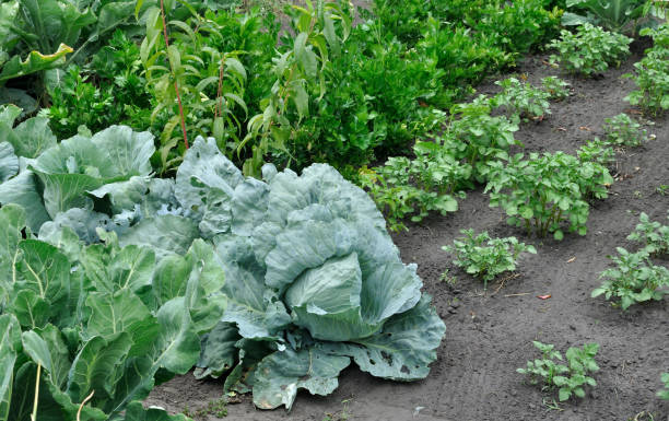 Mixed vegetable garden with large cabbage plants and healthy greenery