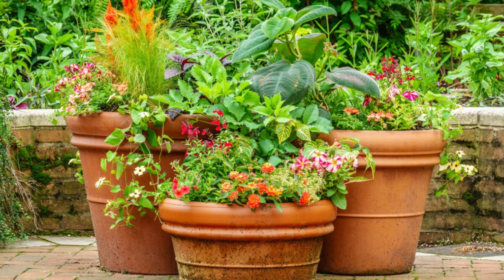 Terracotta pots with really colorful plants.