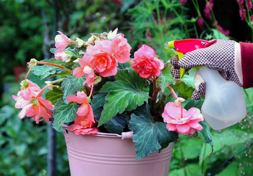 Fighting pests in a pink planter one spray at a time