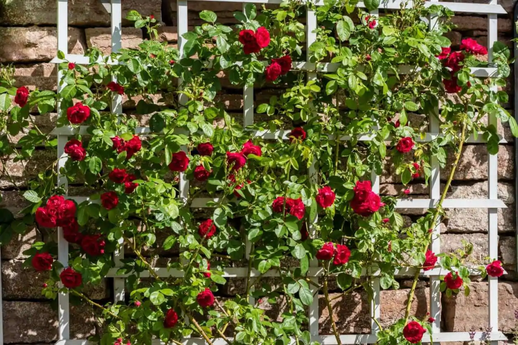 Red flowers blooming on a white trellis.