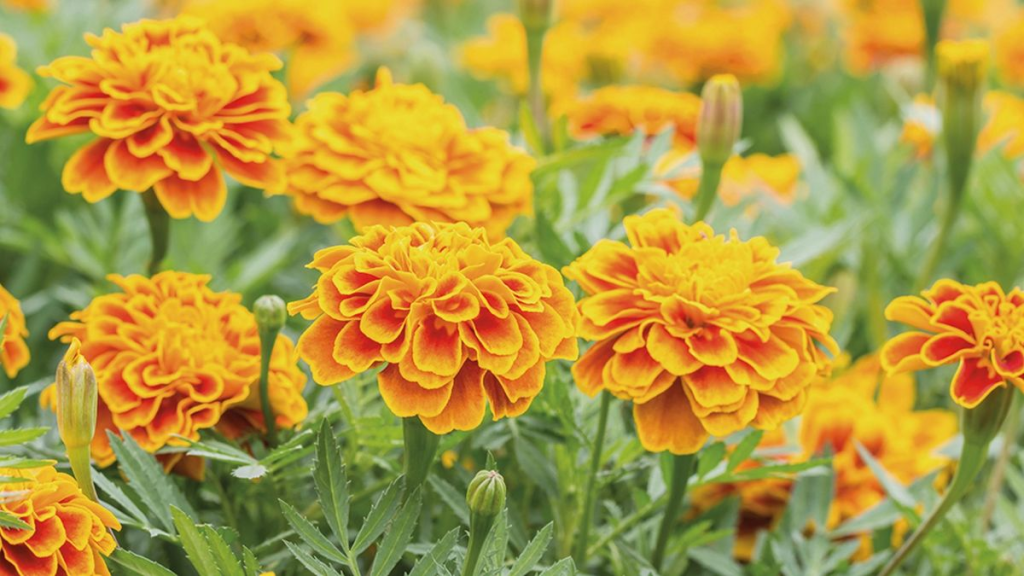 Closeup of marigolds.