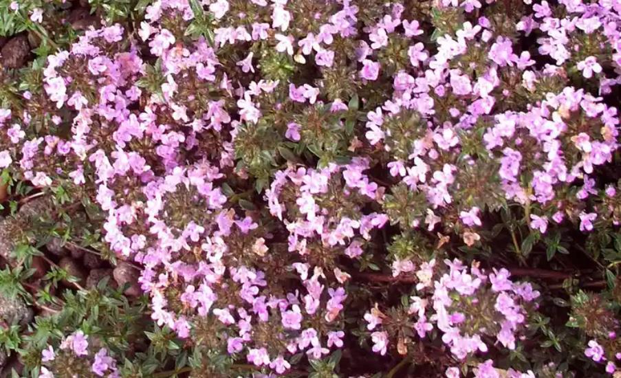 Pink creeping thyme flowers densely covering the ground