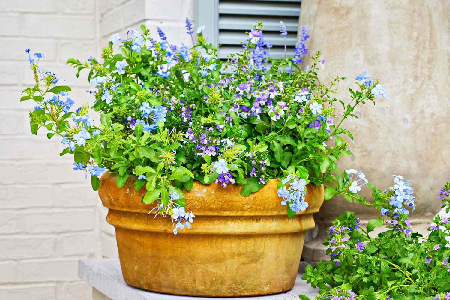 Close up of a medium sizes potted bushy plant in full blue and violet bloom.