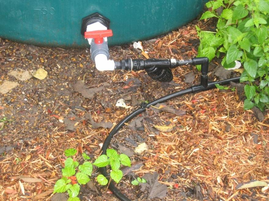 Rainwater collection barrel connected to a drip irrigation system.