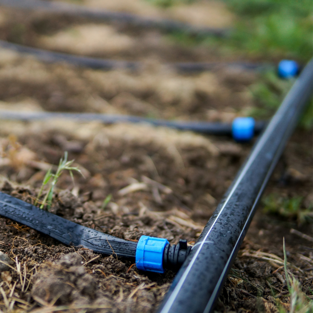 A close up of a drip irrigation line.