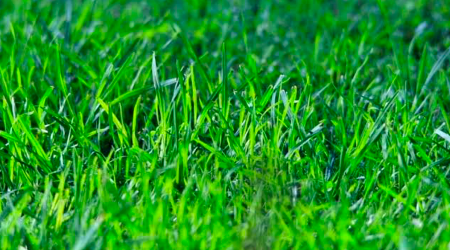 Close-up of healthy green lawn grass blades for lawn care.