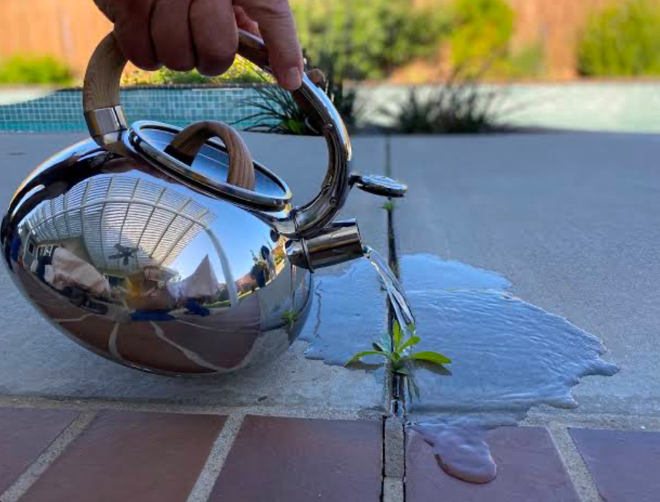 Pouring boiling water on weeds in driveway cracks for natural weed control.